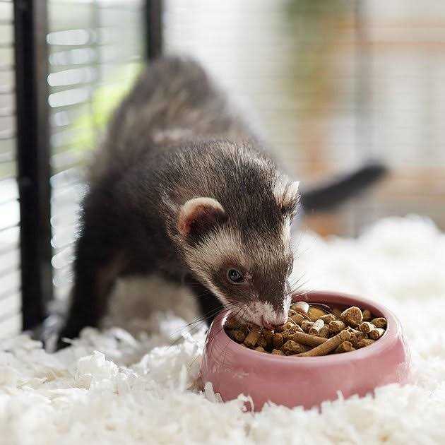 Marshall Select Chicken Ferret Diet