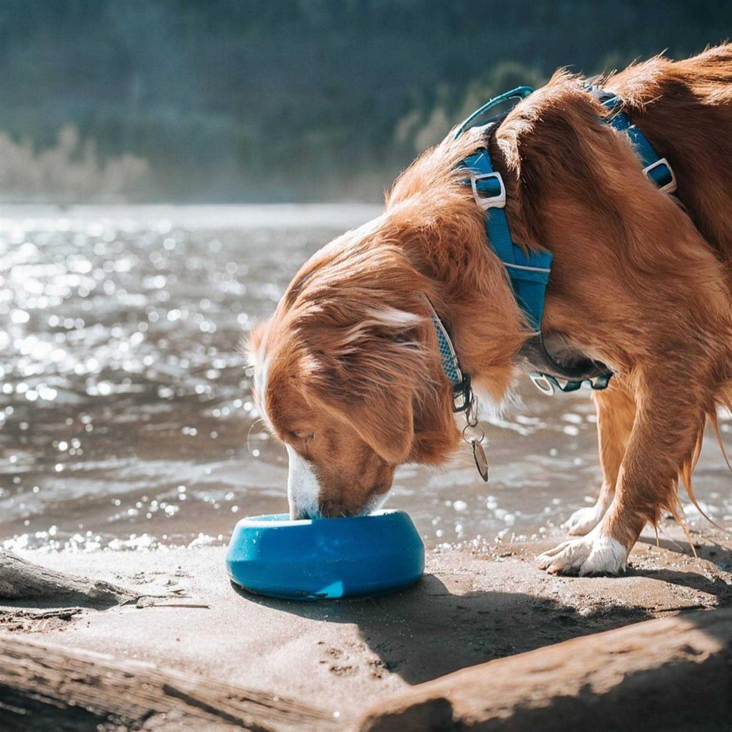 Kurgo Splash Free Wander Water Bowl