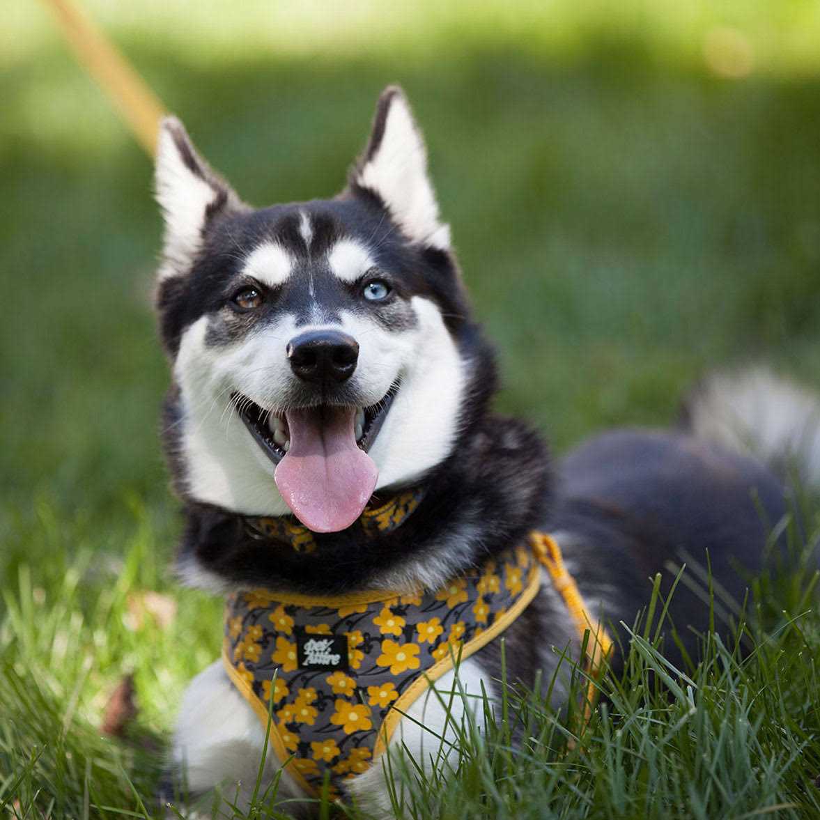 Pet Ribbon Designer Wrap Adjustable Dog Harness