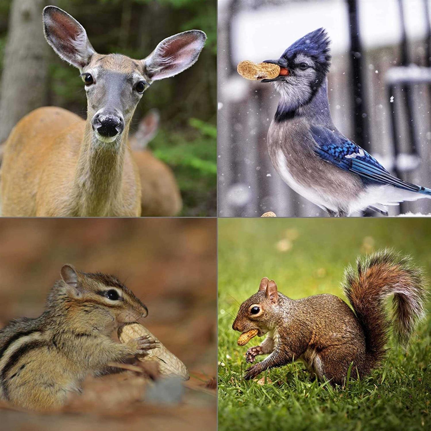 Wildlife Elements Peanut Party In-Shell Peanuts For Birds