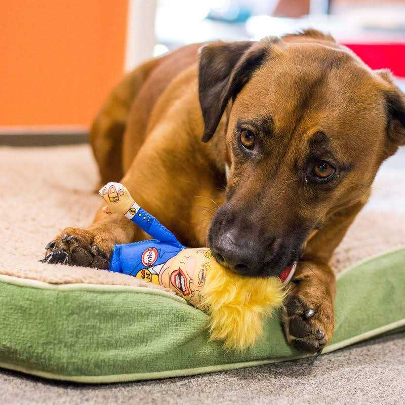 Fuzzu Donald Parody Dog Toy