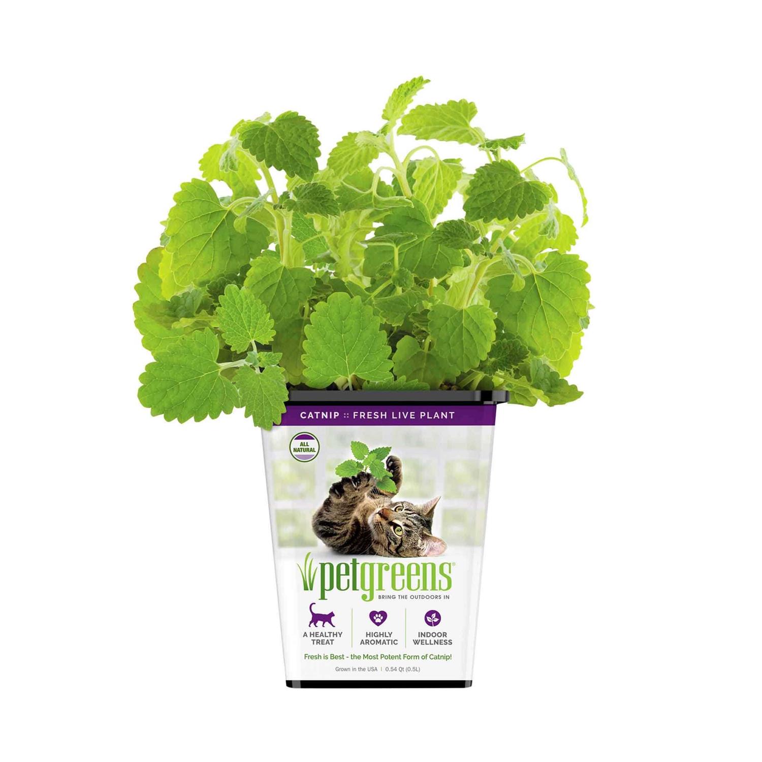 Pet Greens Live Catnip