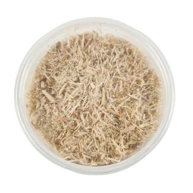 Josh’s Frogs Waxworms Live Feed Reptile Food