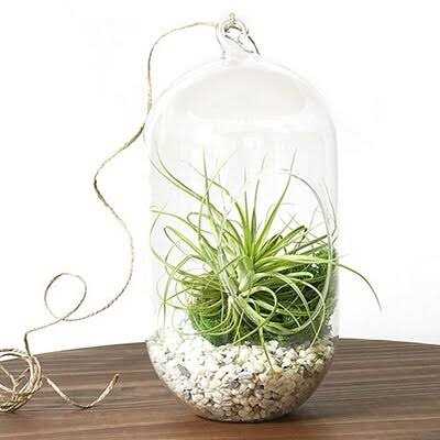 Exotic Pebbles Bean Pebbles