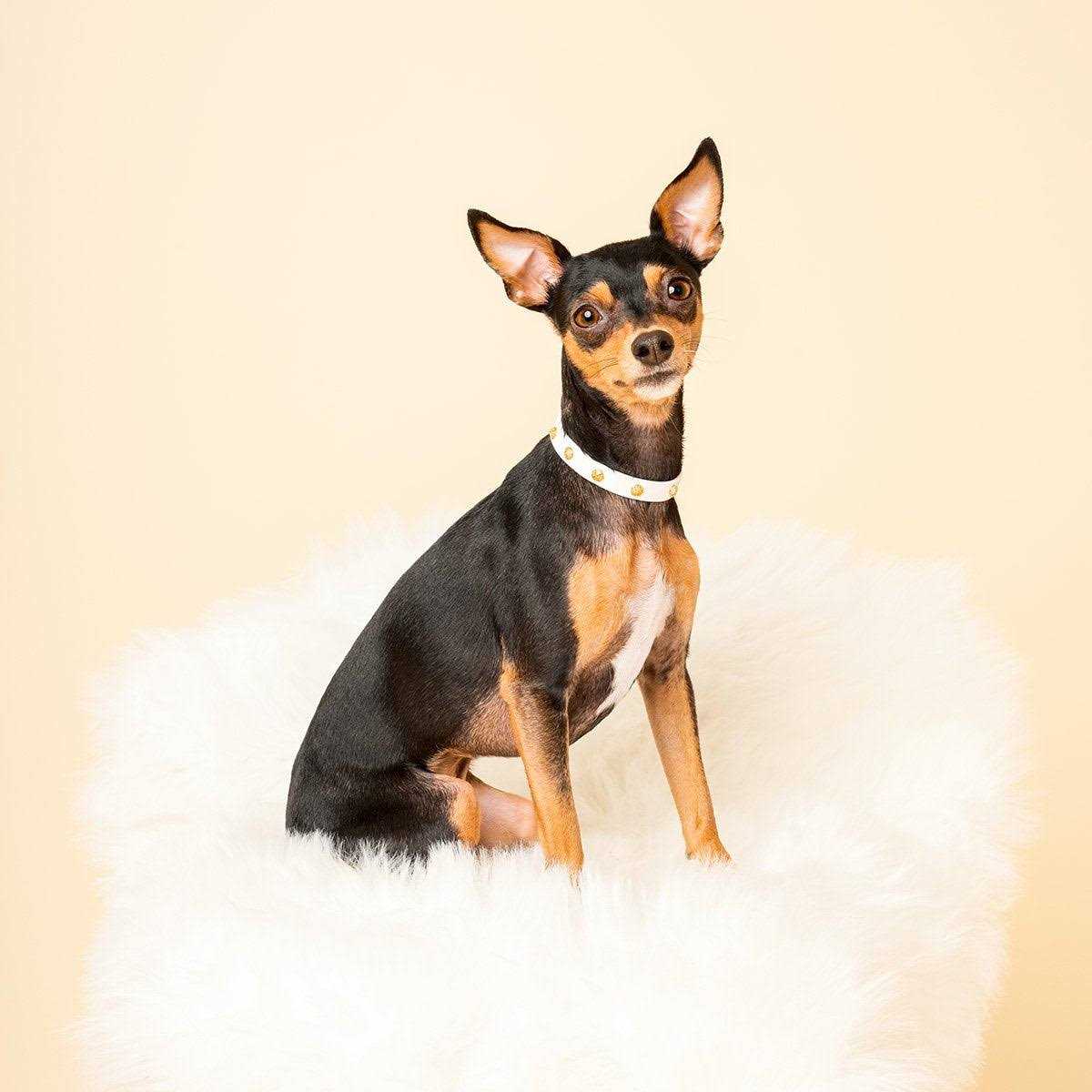 Scamper & Co Genuine Leather & Microfiber Bejeweled Circular Stud Dog Collar