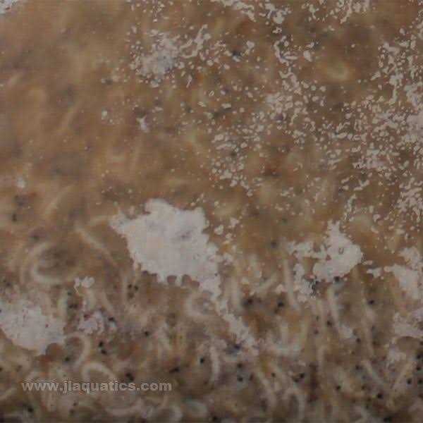 Piscine Energetics PE Frozen Mysis Shrimp