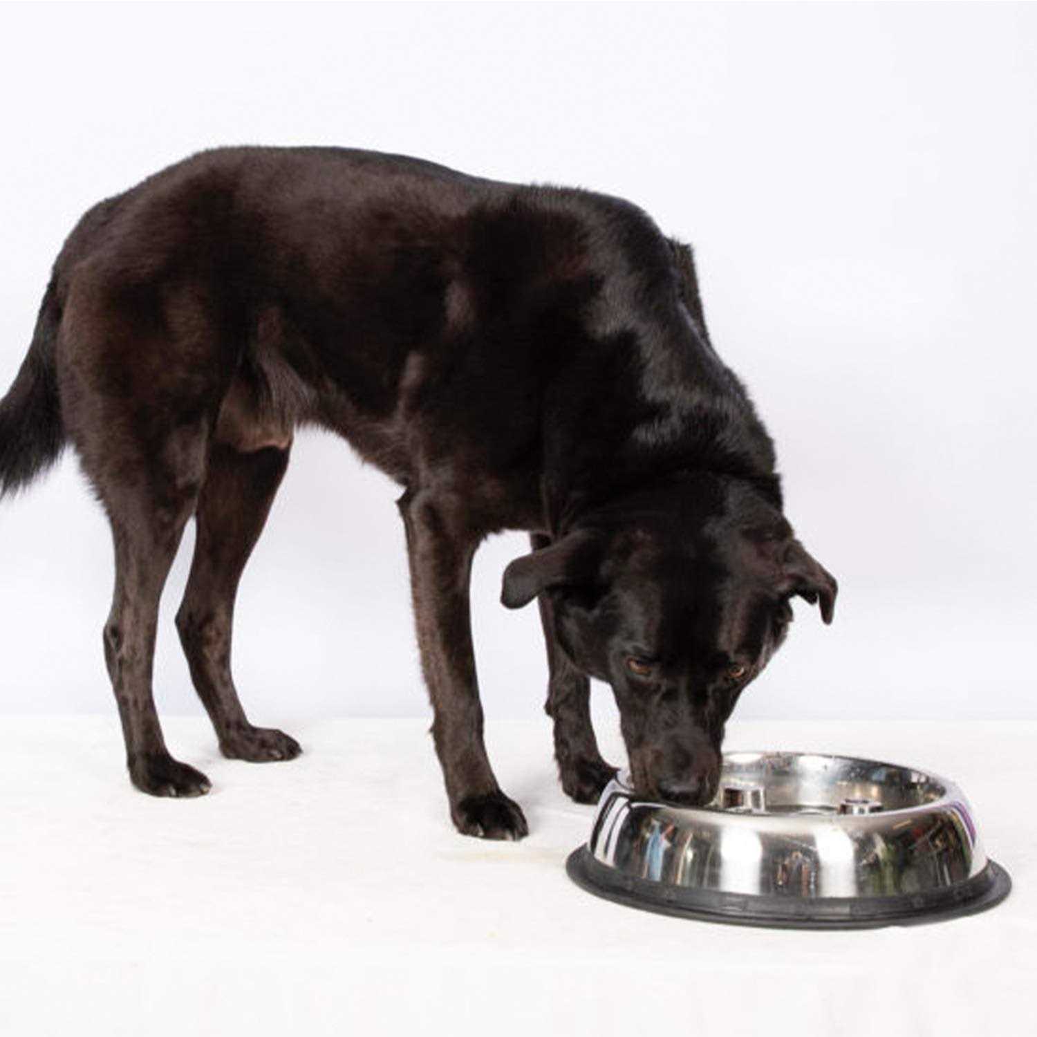 Qt Dog Stainless Steel Brake-Fast Bowl