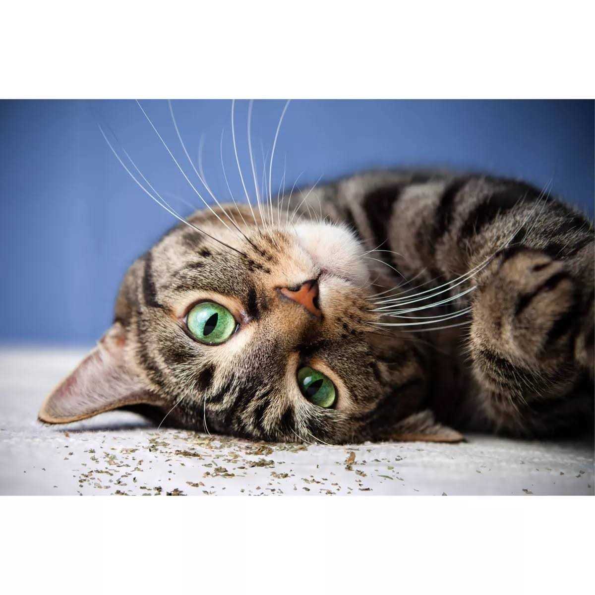 SmartyKat Catnip with Silvervine