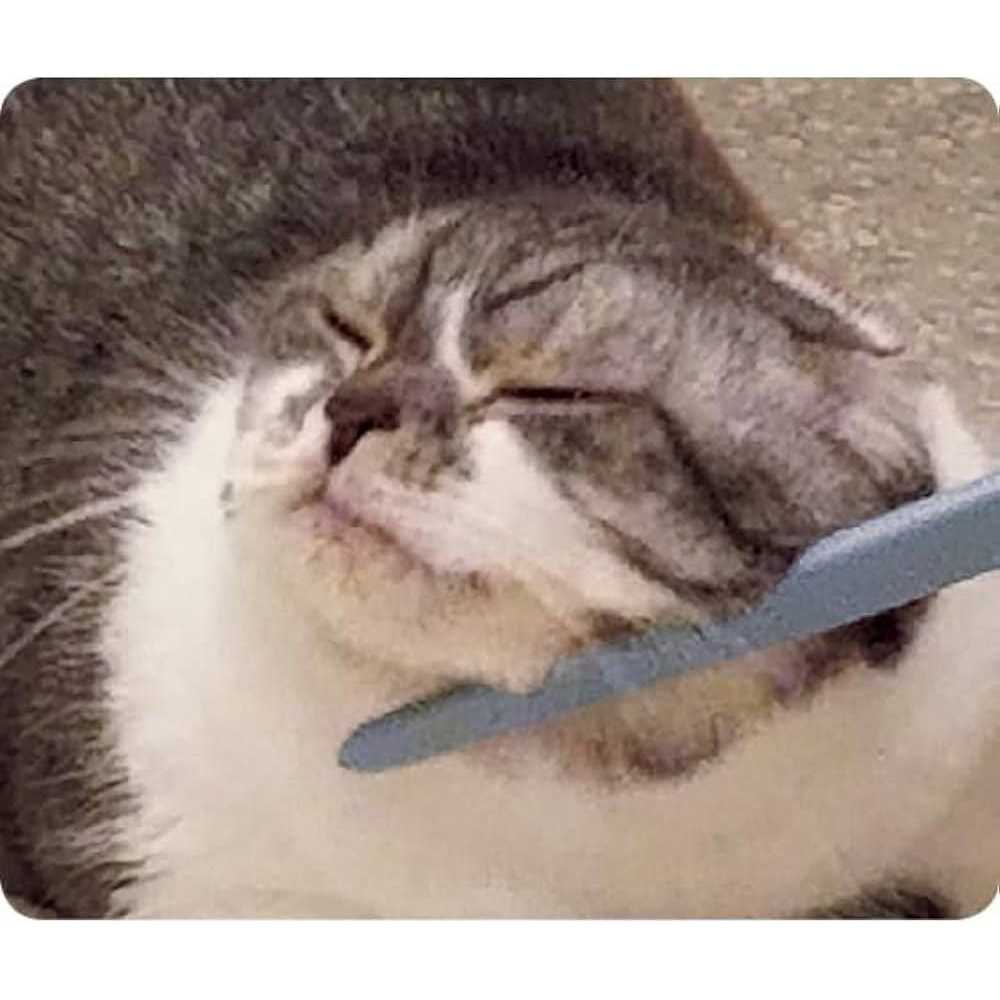 Wataoka The Nekojasuri Cat Groomer