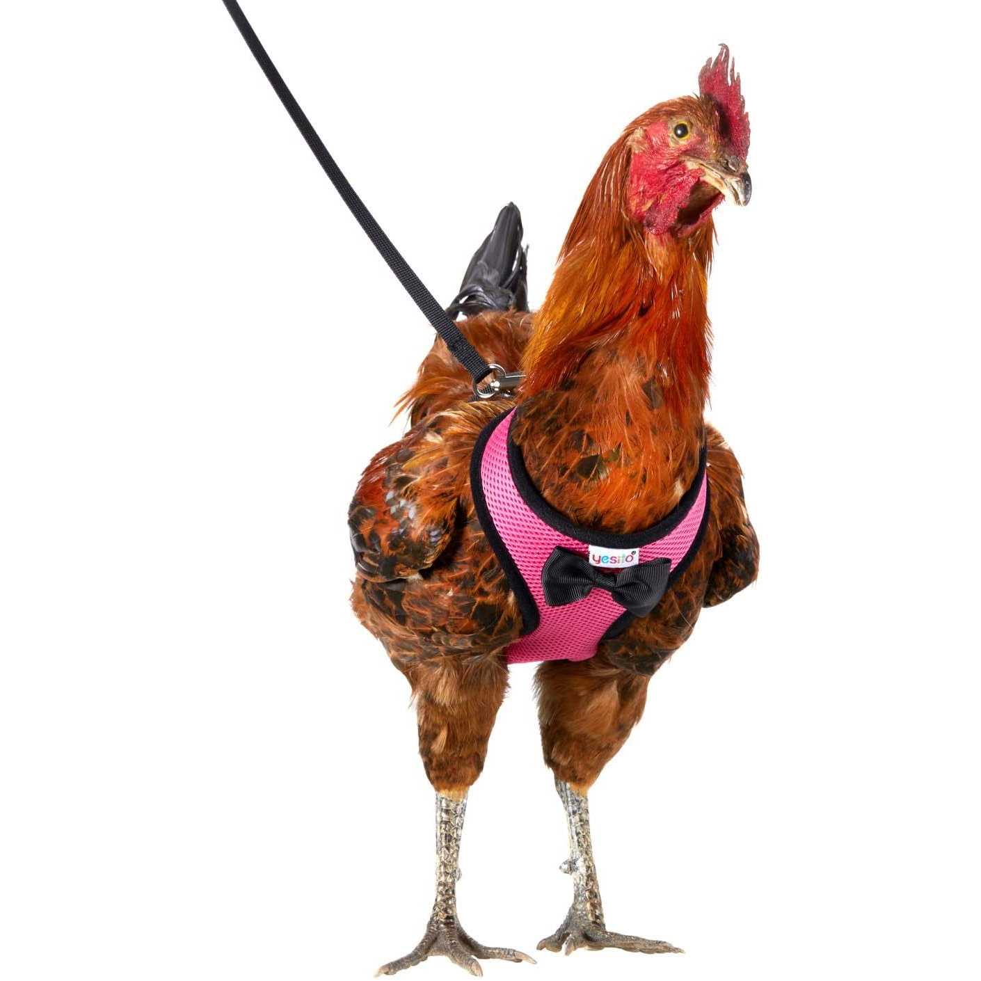 Yesito Chicken Harness Hen Size with 6ft Matching Leash