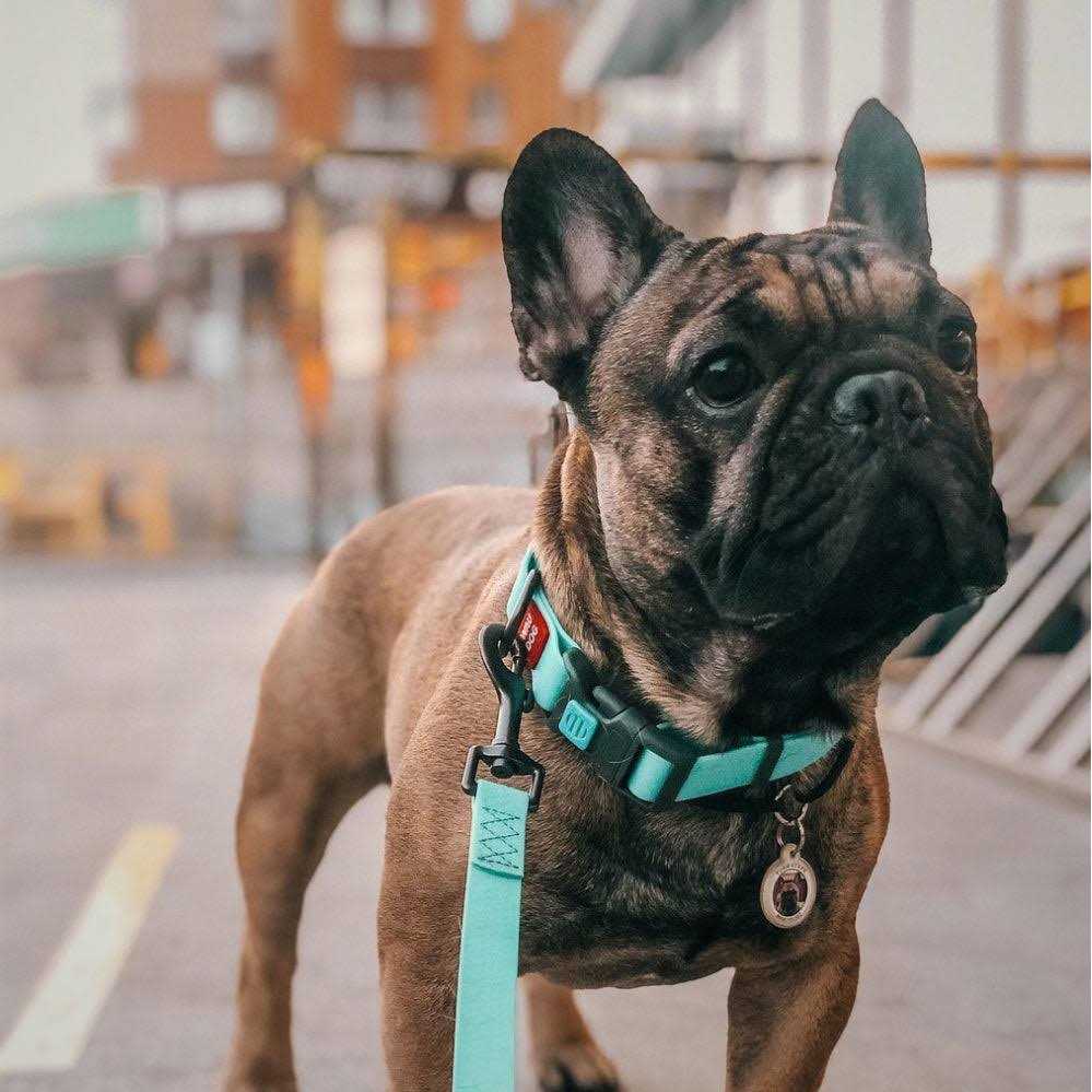 Waterproof Dog Collar with QR passport