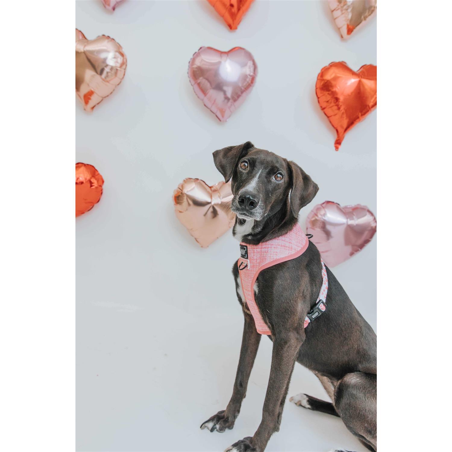 Dog Reversible Harness Sassy Woof