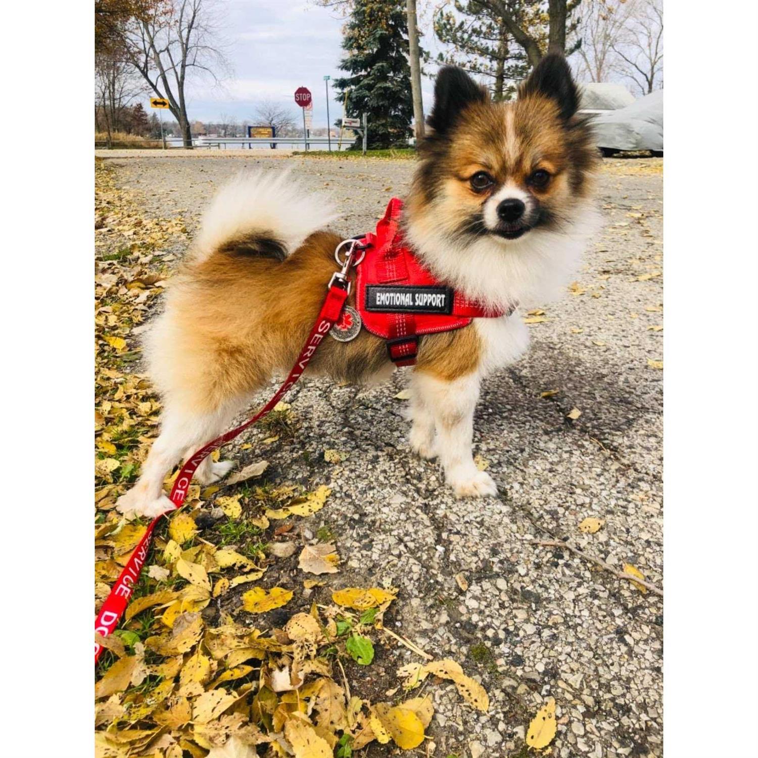 voopet Service Dog Harness,Emotional Support Pet Vest Harness,Reflective Breathable and Adjustable No-Pull ESA Dog Harness