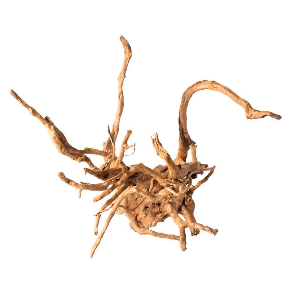 Galapagos Spider Wood