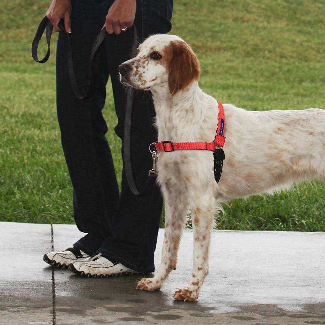 PETSAFE Easy Walk Harness