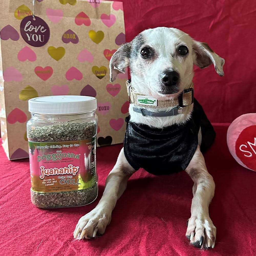 Doggijuana Juananip 3.67-oz jar