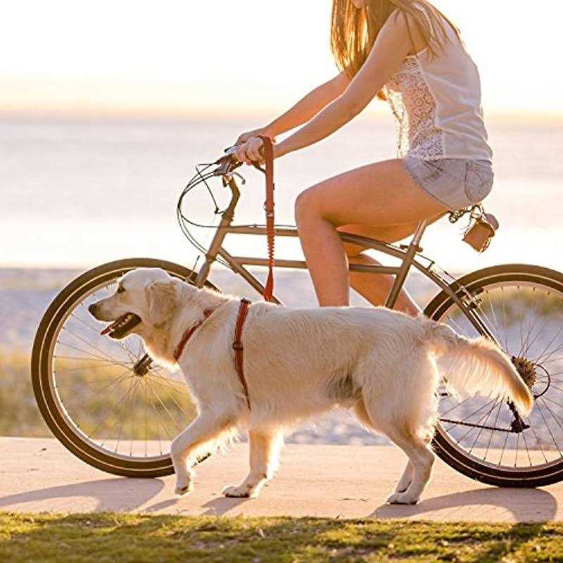 EzyDog Zero Shock Dog Leash