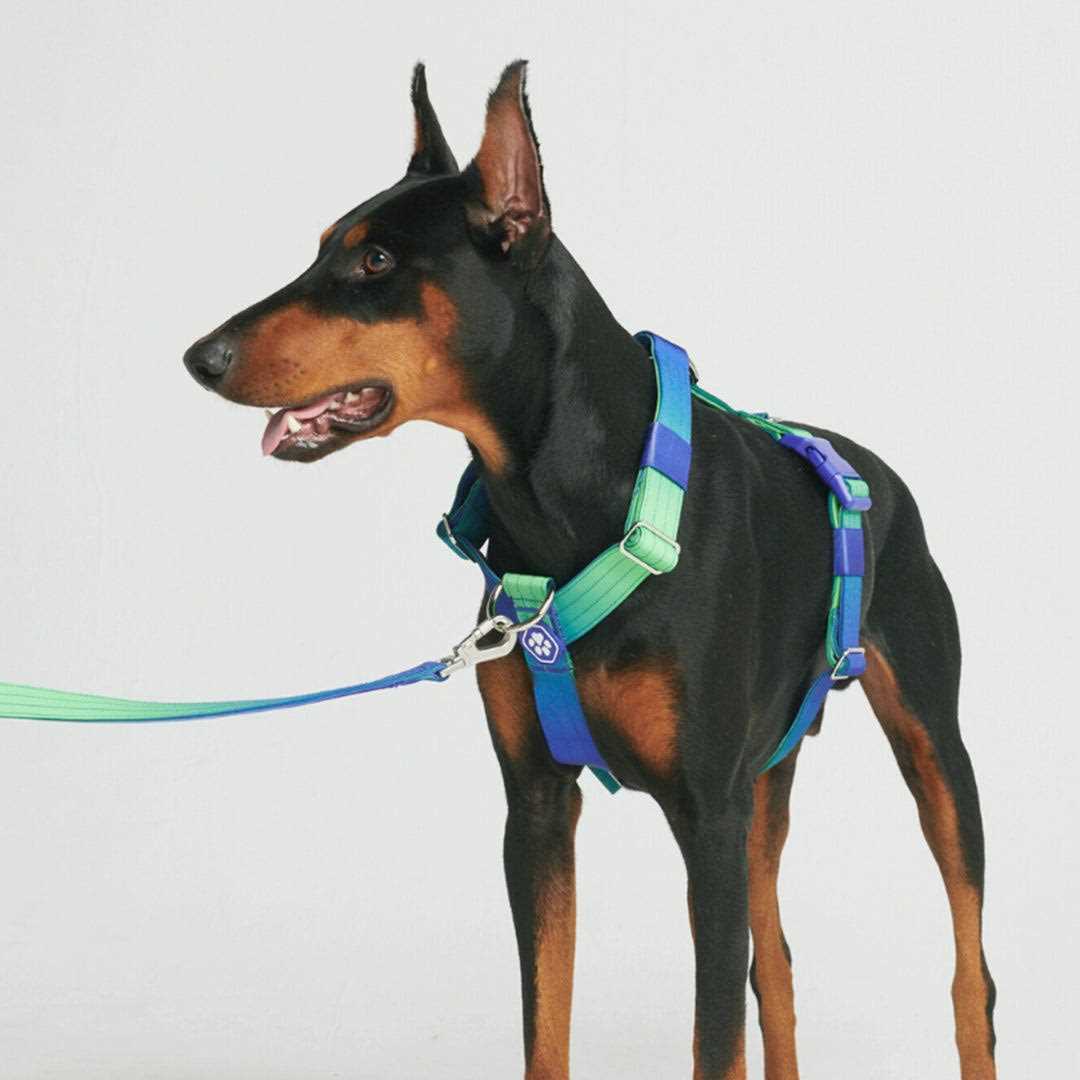 Spark Paws No-Pull Dog Harness Designed for Safety and Control