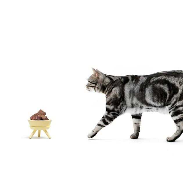 Oreo Table Pets So Good