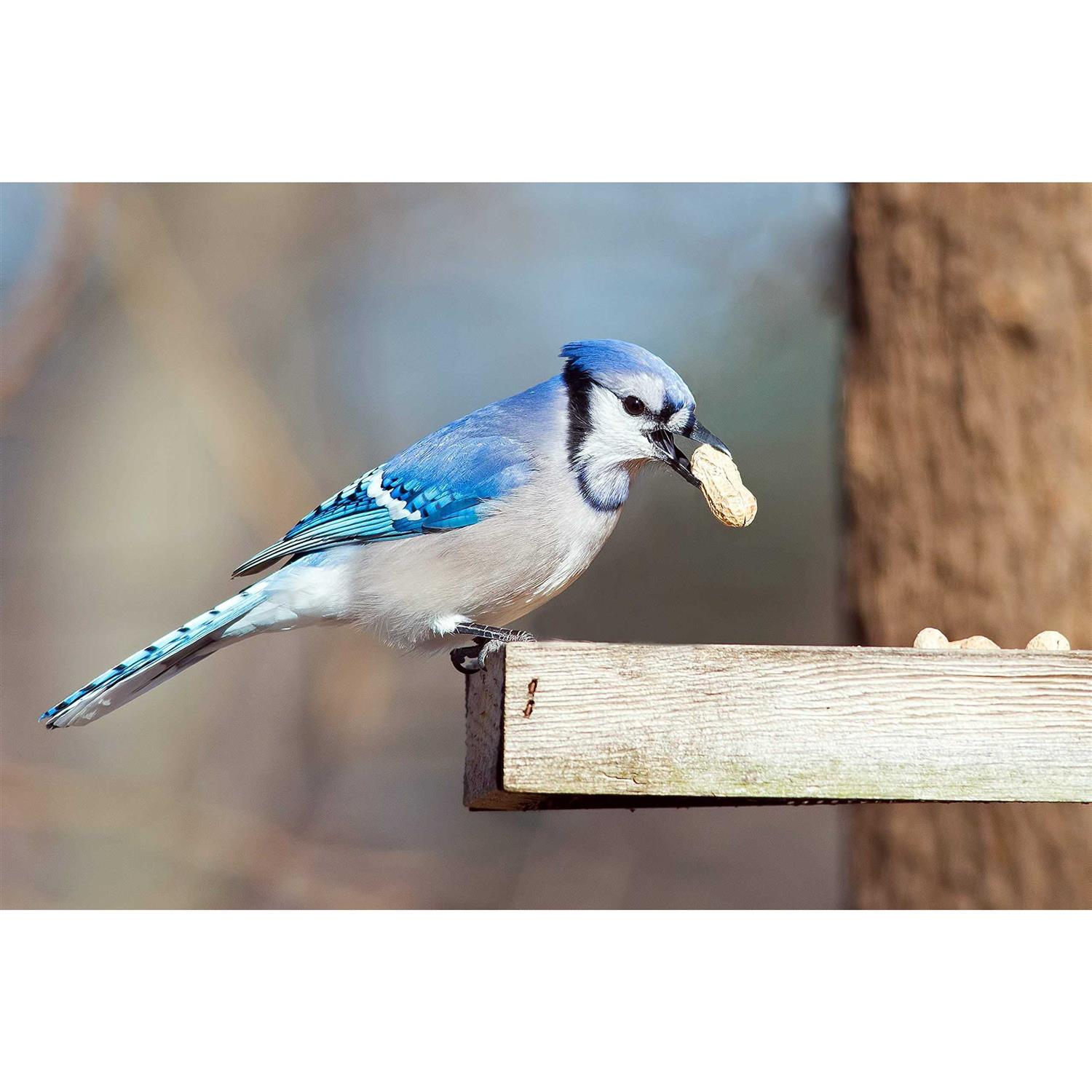 WAKEFIELD PEANUT COMPANY A TRADITION OF EXCELLENCE SINCE 1965 Wakefield Extra Large Virginia Peanuts for Animals