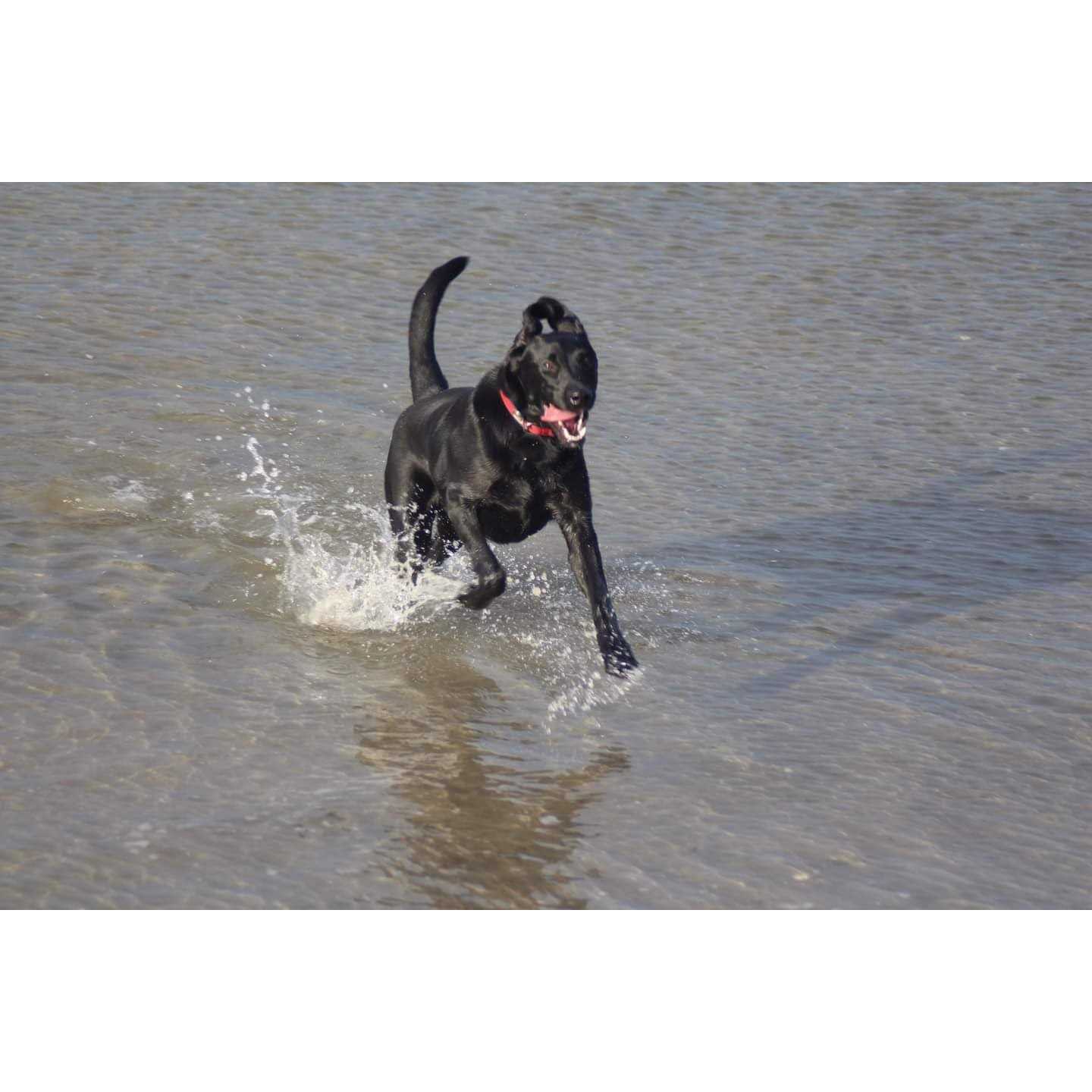 Barlean’s Flax Oil for Animals