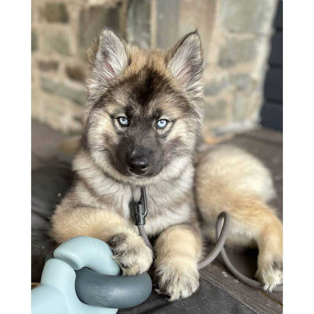 Fable Pets Falcon Dog Toy