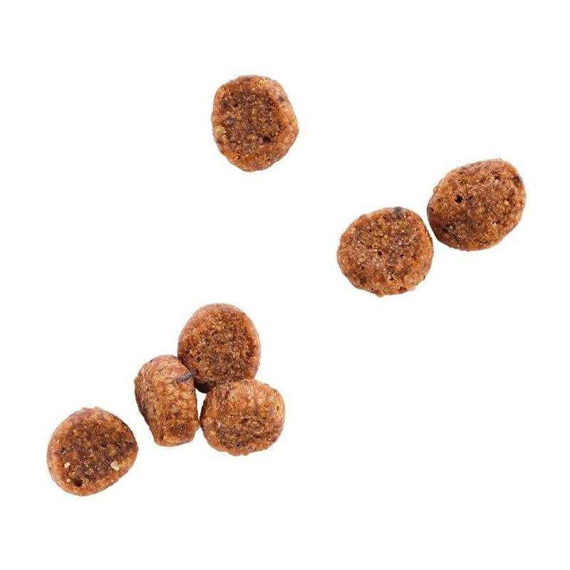 WholeHearted Grain Free Salmon Formula Dry Cat Food