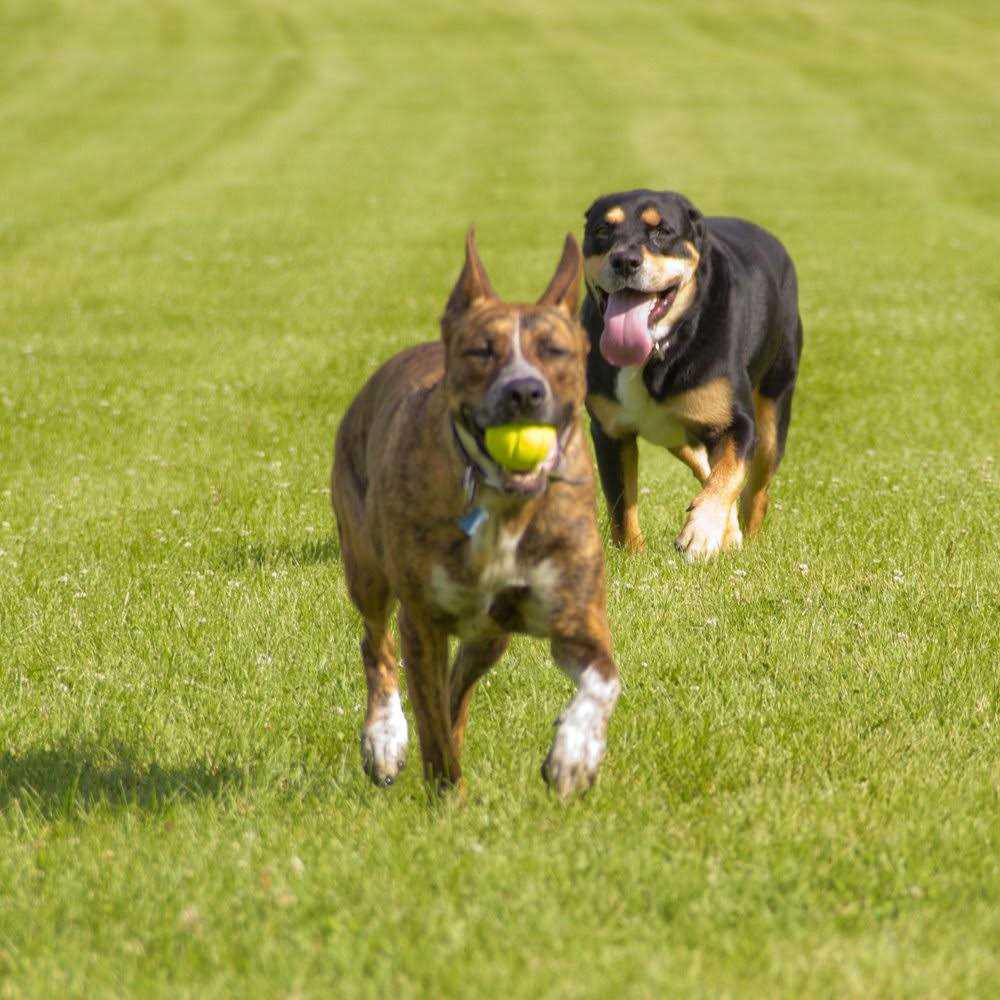 Hyper Pet Chewz Ball Dog Toy