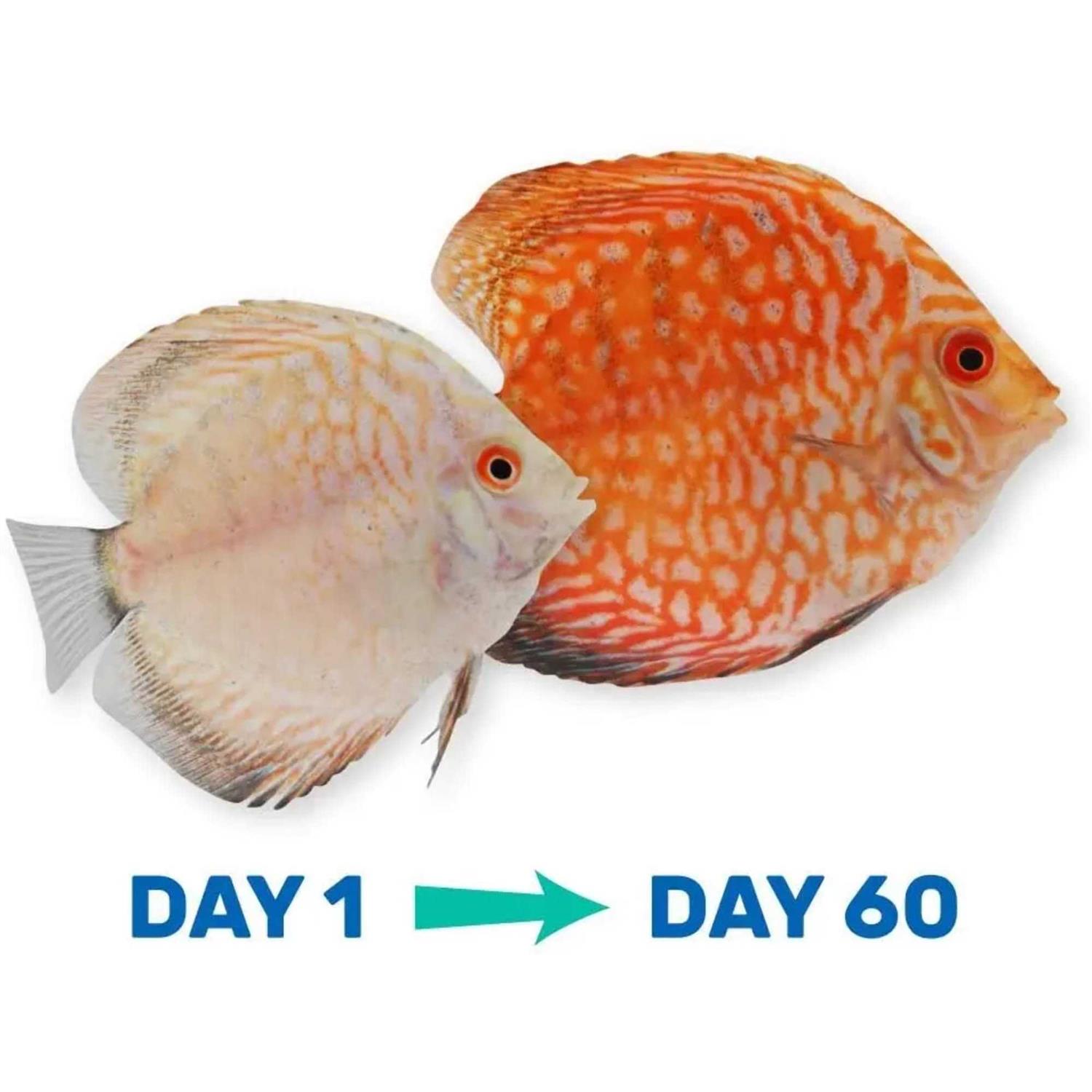 Hikari Tropical Vibra Bites Fish Food