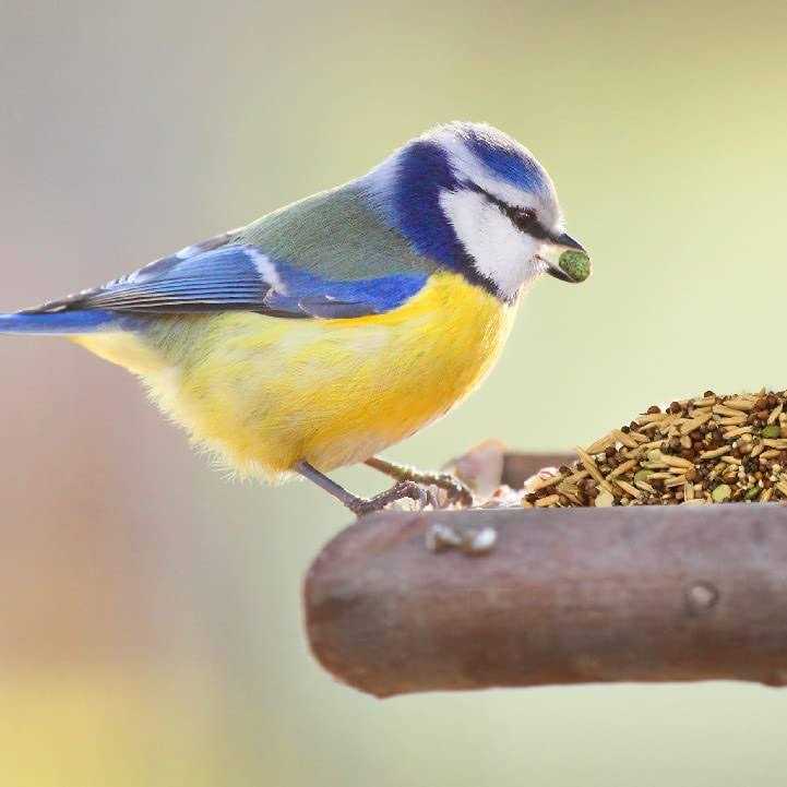 Wild Harvest Healthy Benefits Sprout Blend Bird Treats