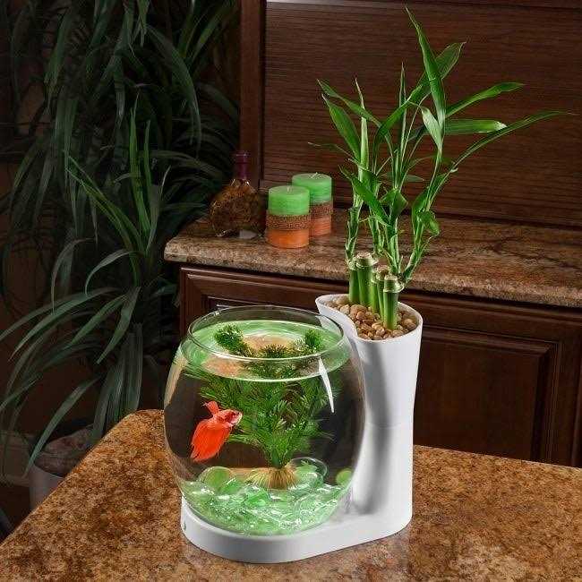 Elive Betta Fish Bowl / Betta Fish Tank with Planter