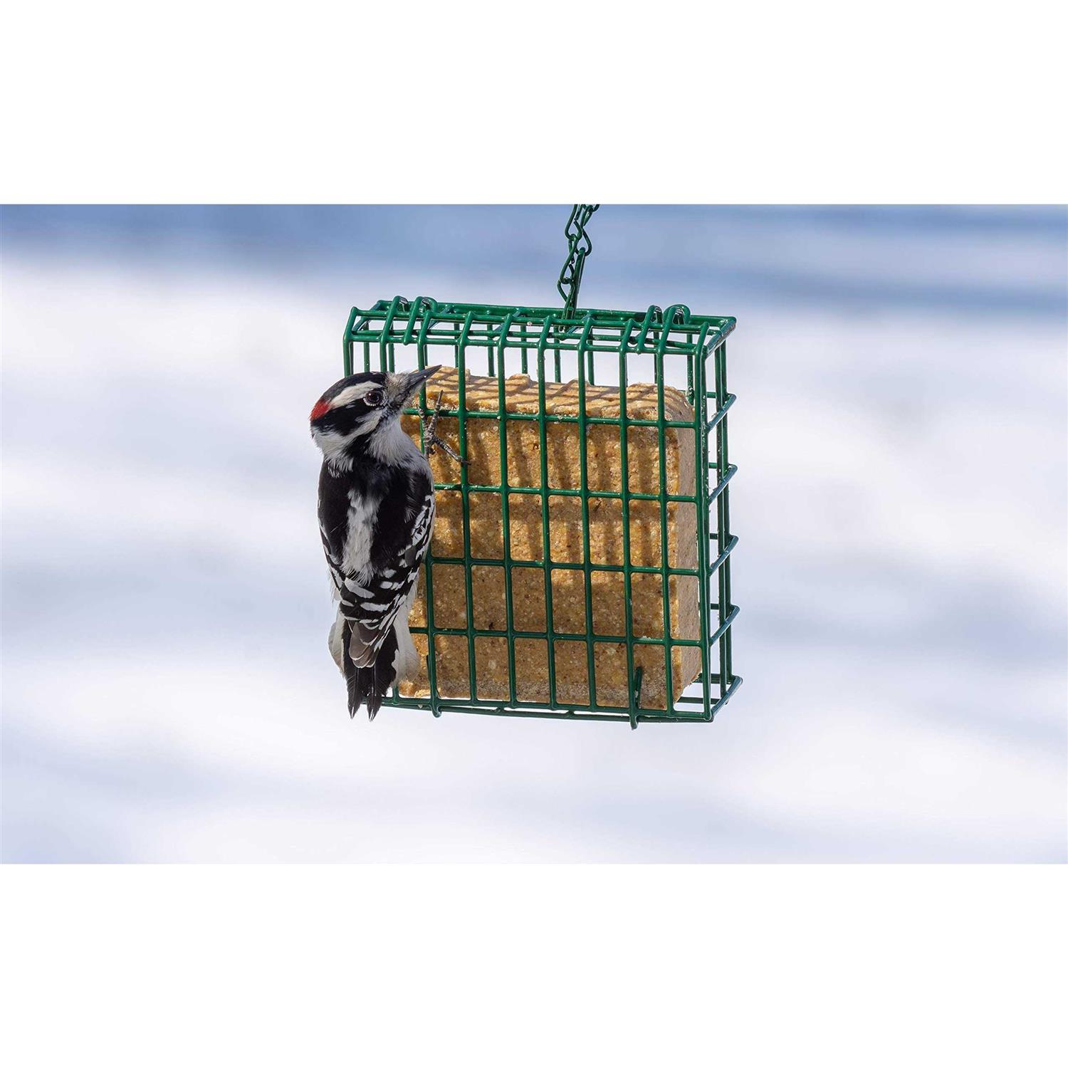 C&S Woodpecker Delight No-Melt Suet Dough