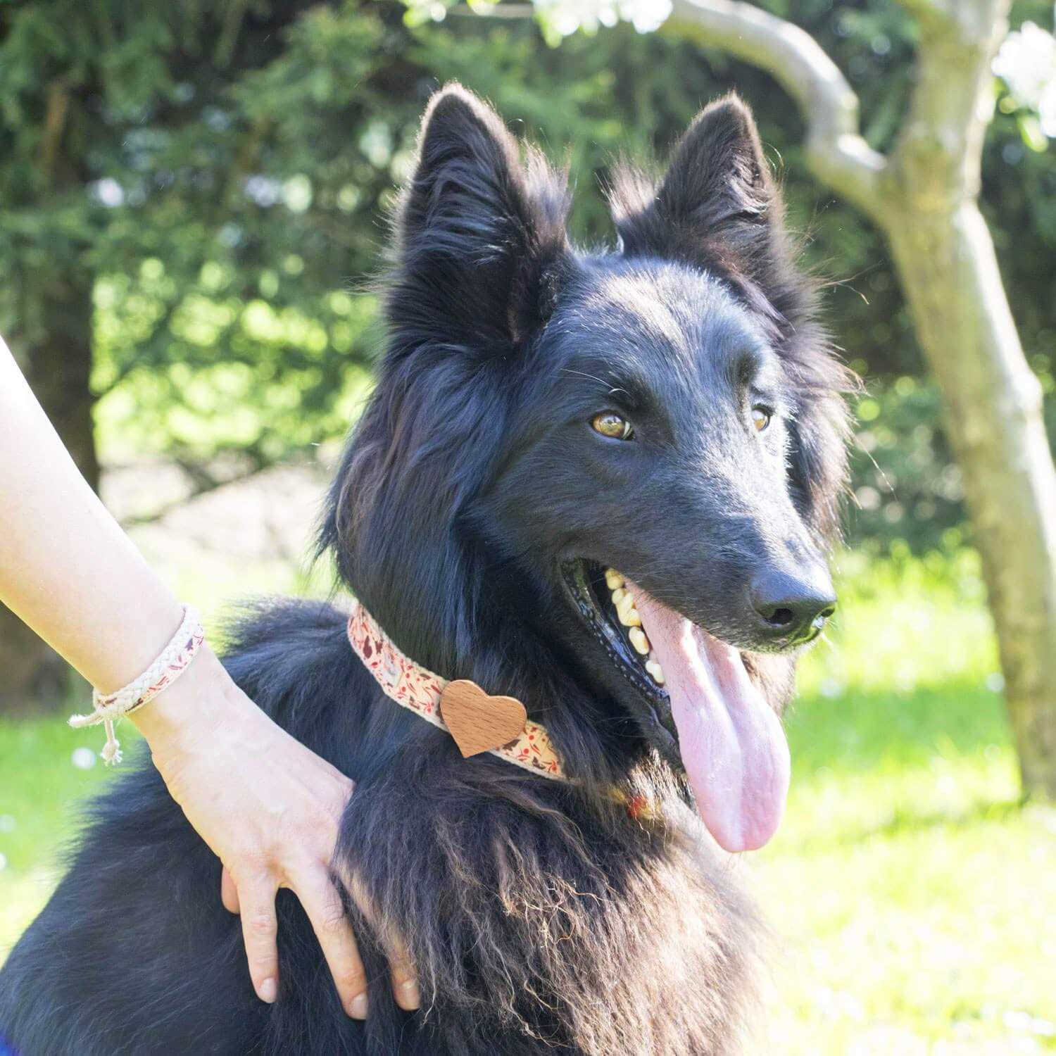 Pettsie Heart Dog Collar