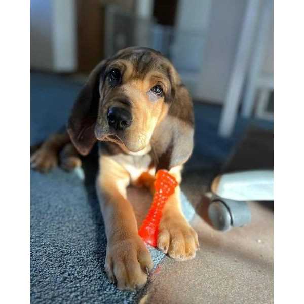 Nylabone Puppy Chill & Chew Bone