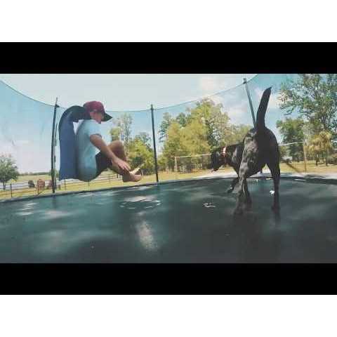 Wildology Play Farm-Raised Chicken & Brown Rice Recipe Puppy Food