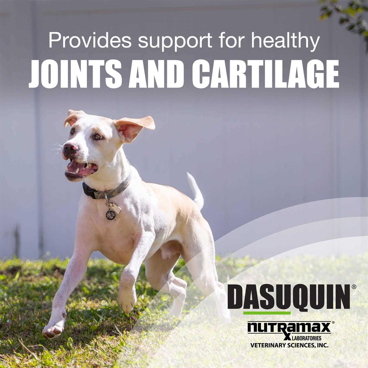 Dasuquin for Small/Medium Dogs