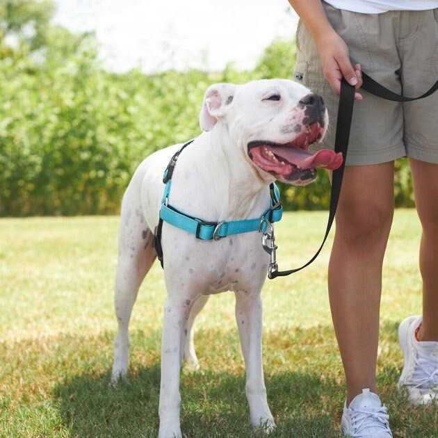 Frisco Padded Reflective No Pull Harness