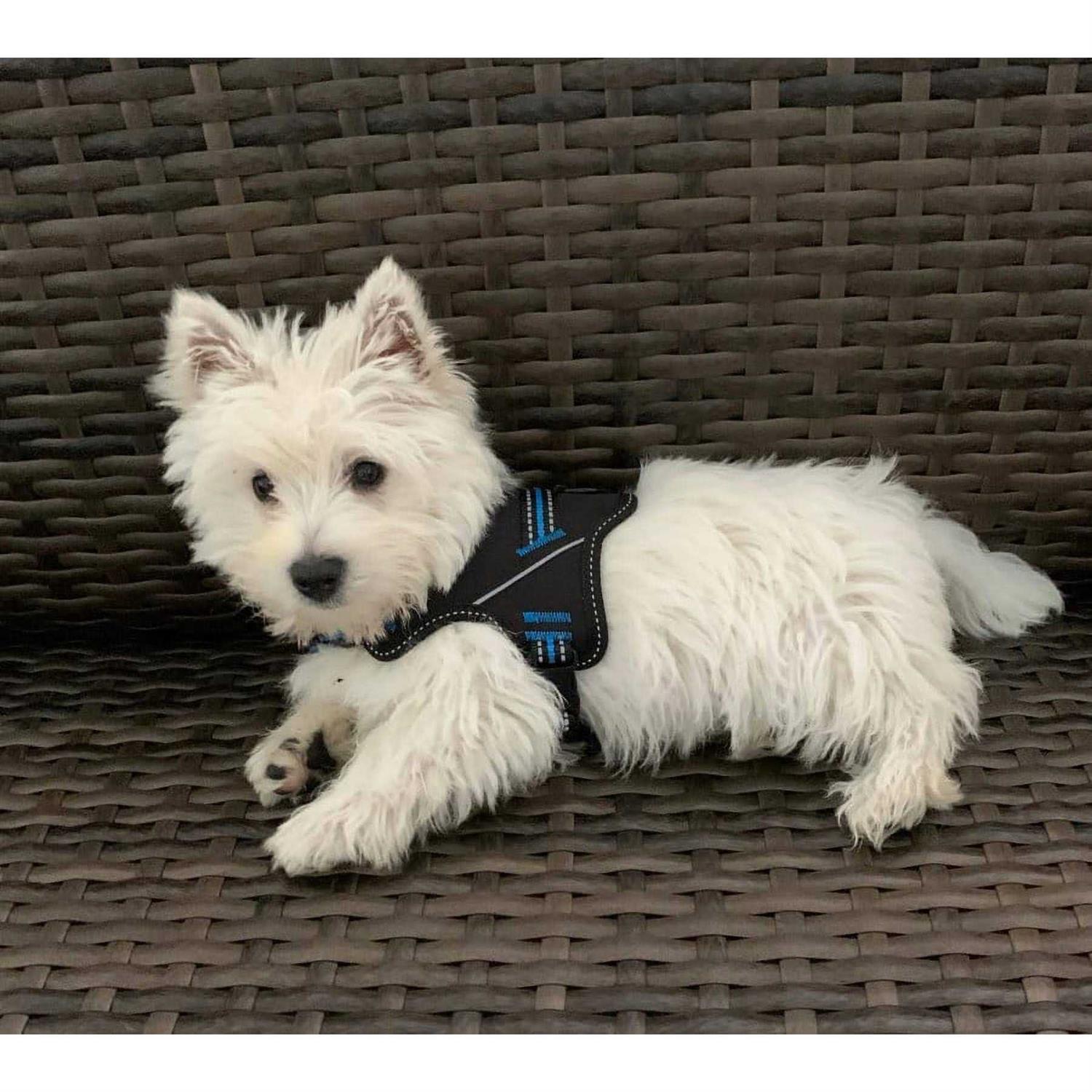 Doggy Tales Patented Hart Harness