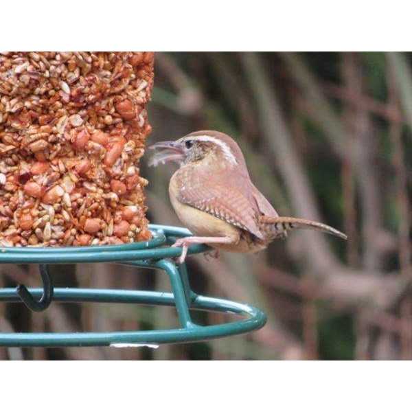 Mr. Bird Flaming Hot Feast Small Cylinder