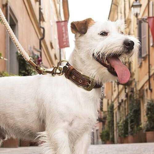 MyFamily El Paso Genuine Embossed Italian Leather Dog Collar