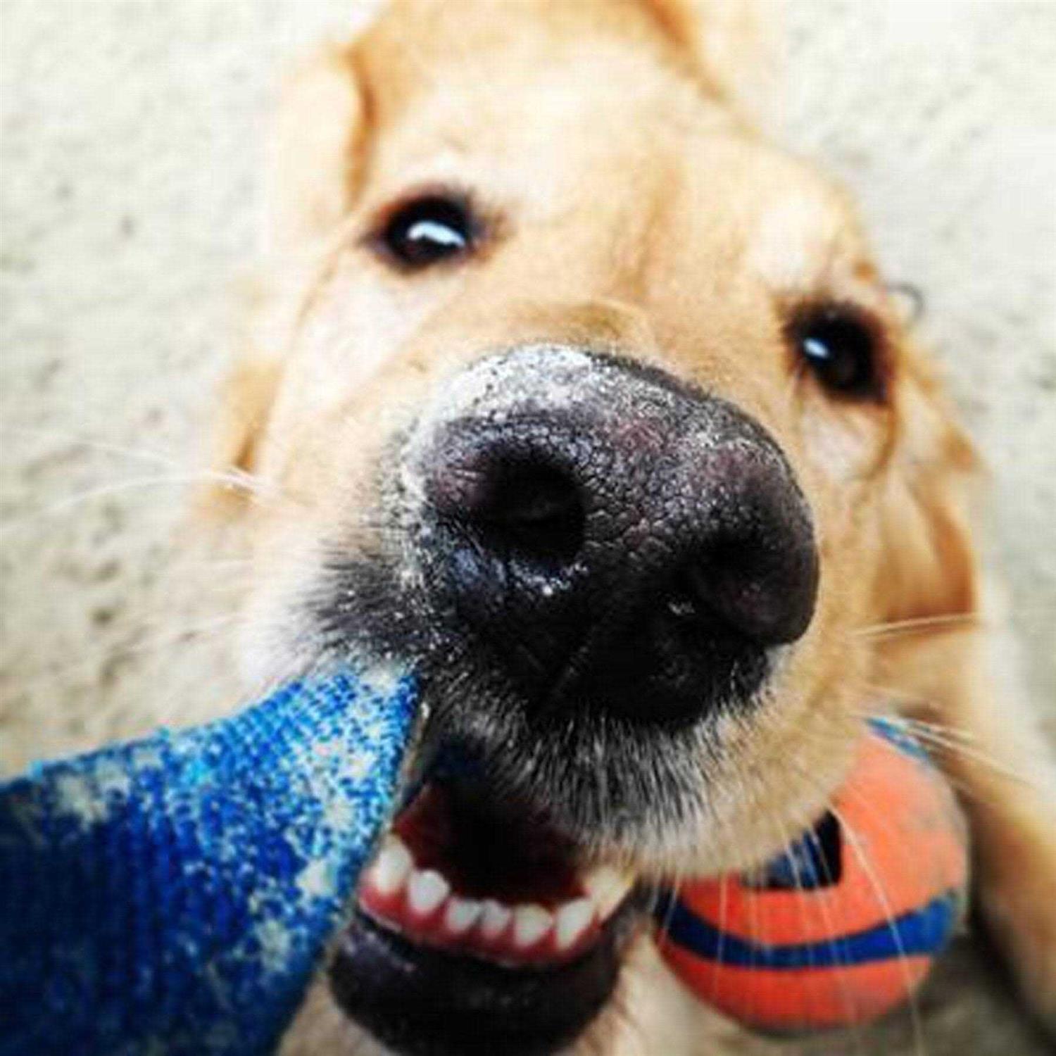 Chuckit! Ultra Duo Dog Tug Toy