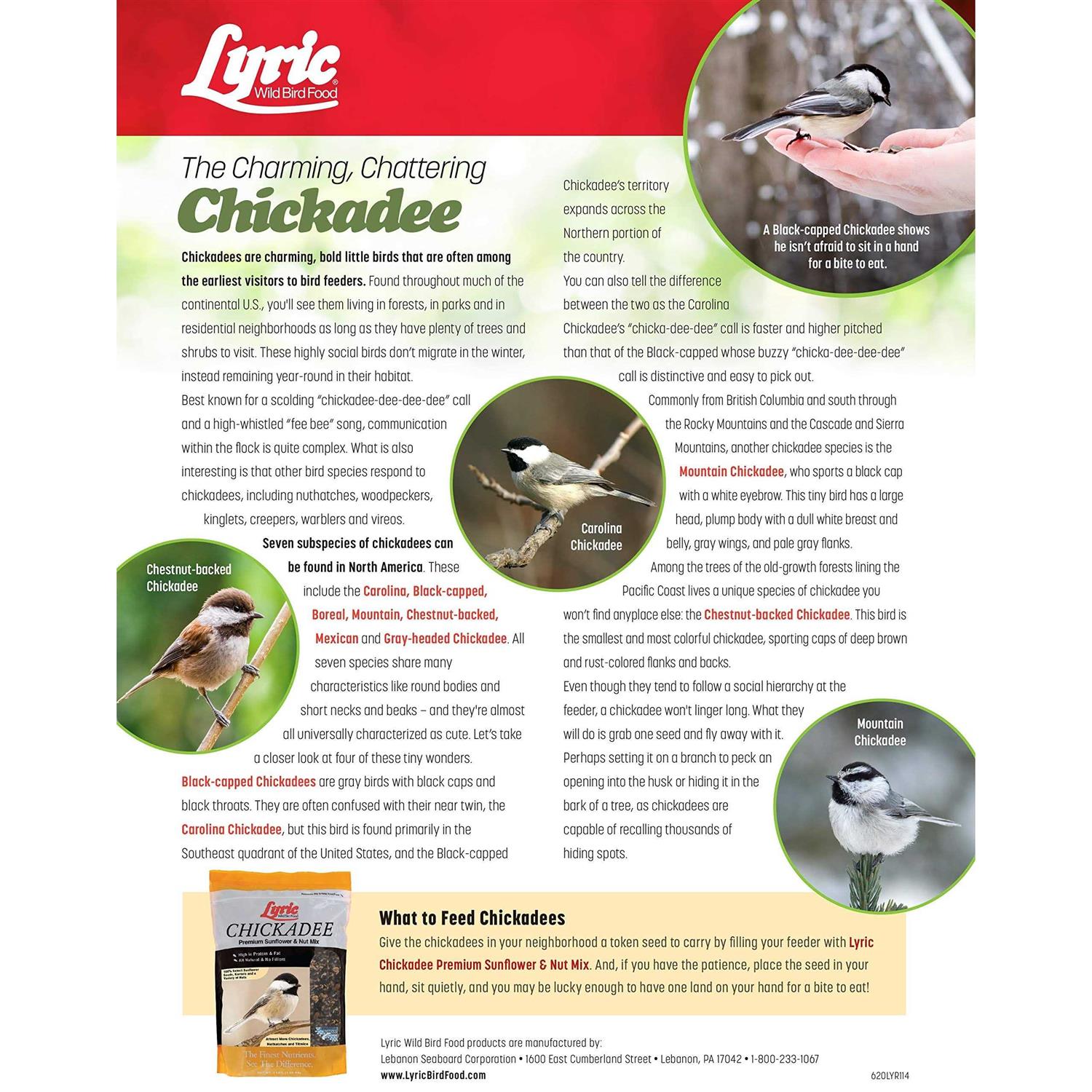 Lyric Chickadee Wild Bird