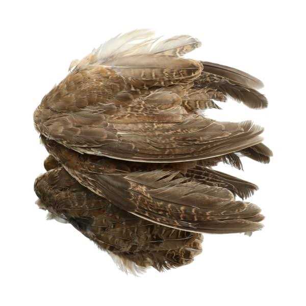 Classic T Designs Quail Wings 6 Pk