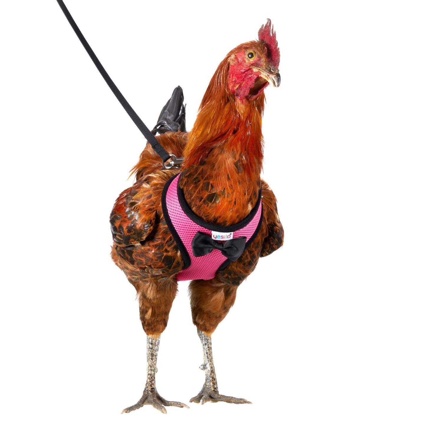 Yesito Chicken Harness Hen Size with 6ft Matching Leash