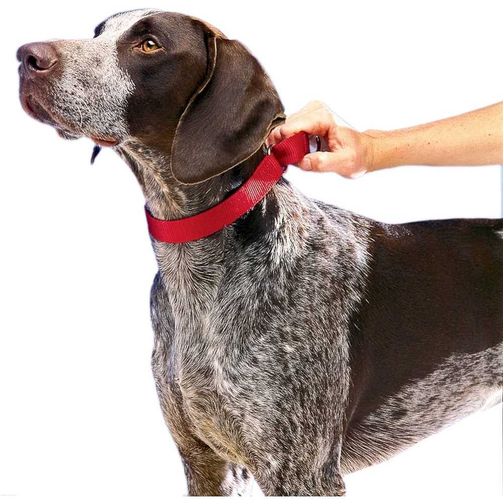 PetSafe Martingale Collar Quick Snap