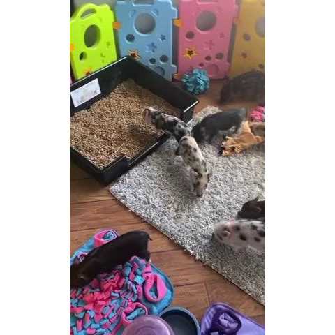 Piggy Poo and Crew Extra Large Litter Box