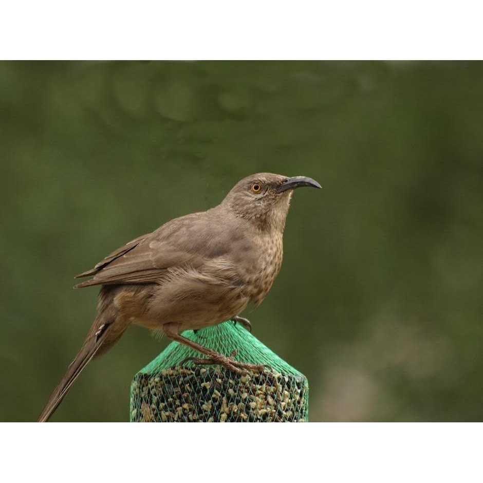 Mr. Bird Woodpecker Feast Cylinder