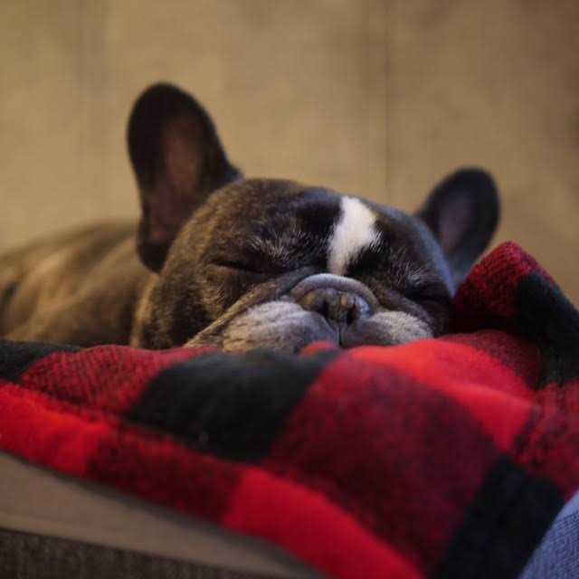 Tall Tails Dog Blanket Hunter’s Plaid