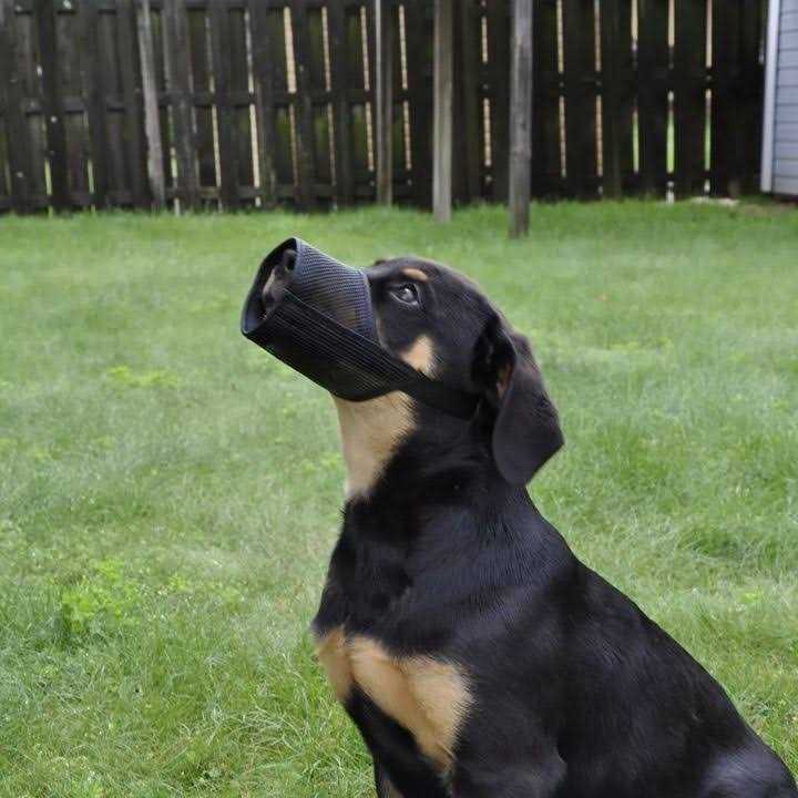 Coastal Pet Products Best Fit Adjustable Comfort Dog Muzzle-Black