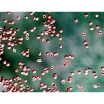 Aquatic Foods Inc Brine Shrimp Eggs 90% Hatch